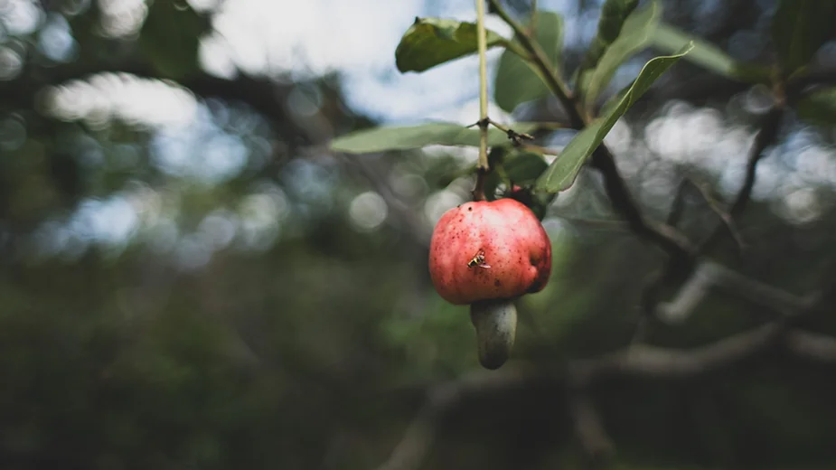 cashew-nut