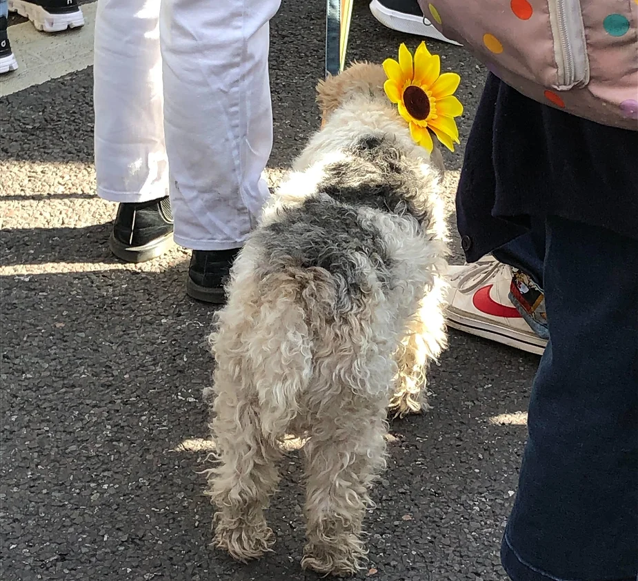 flower-dog