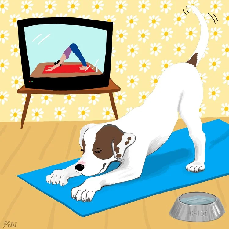 yoga-dog