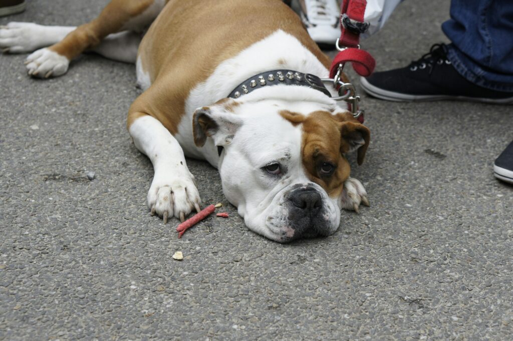 Dog looking bored on the floor 